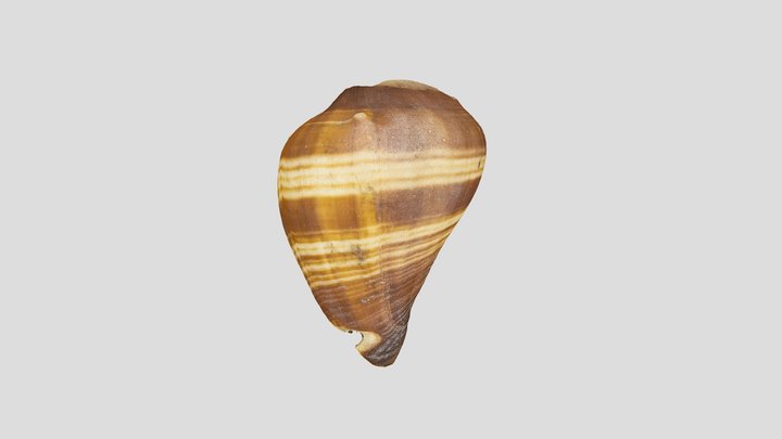 Mini_conch 3D Model