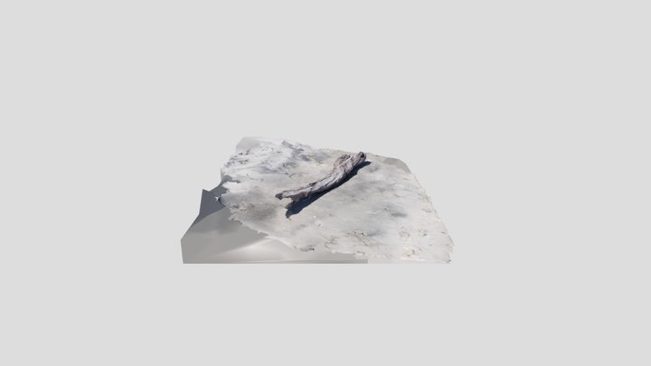 Driftwood 3D Model