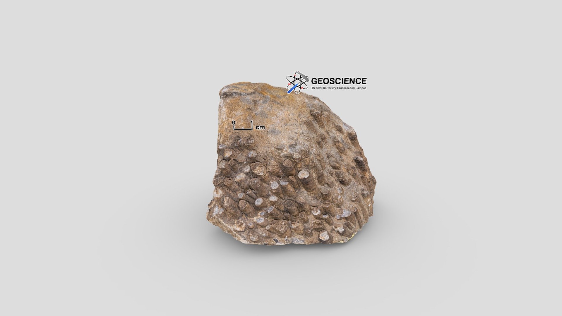 Rugose coral