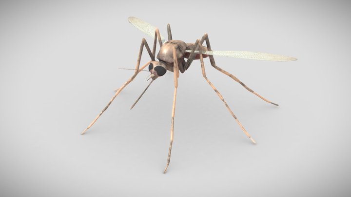 Mosquito VFX 3D Model