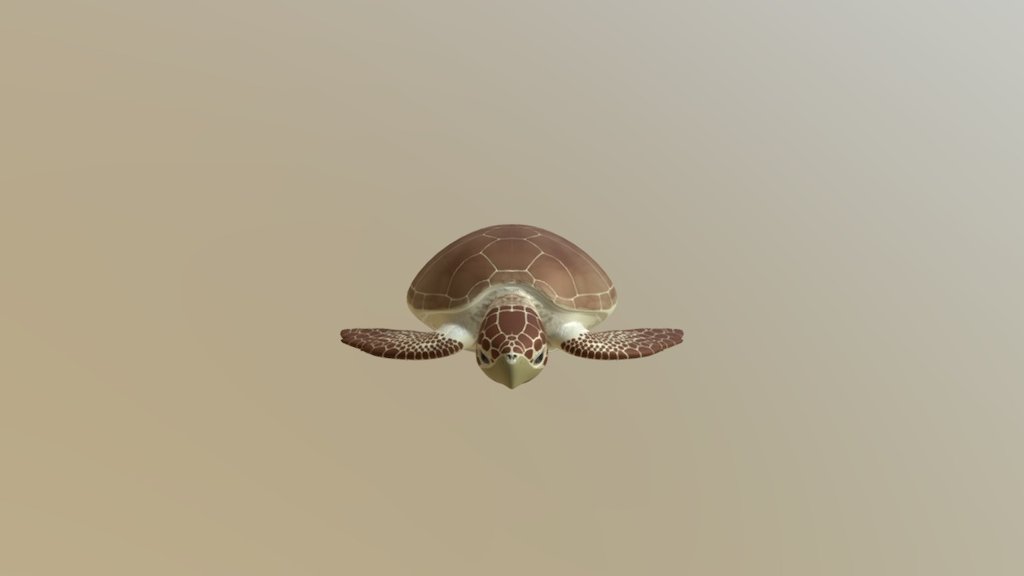 Caretta Caretta