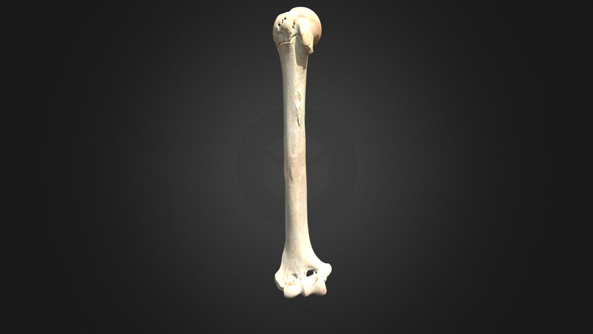 G. gorilla gorilla, humerus (right forelimb) - 3D model by Museu de ...