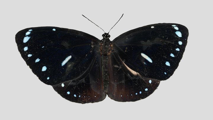 CC0 マルバネルリマダラ 🦋 Blue-banded King Crow