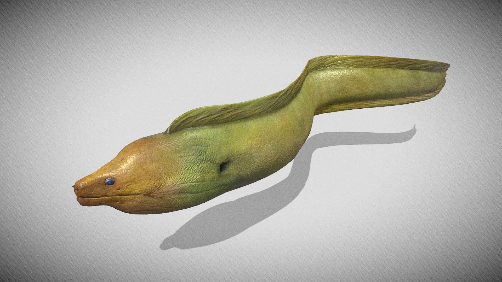 Electric Eel 3d Model Rigged Low Poly | lupon.gov.ph
