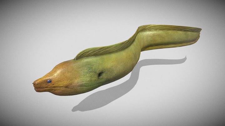 Yellow Moray Eel 3D Model
