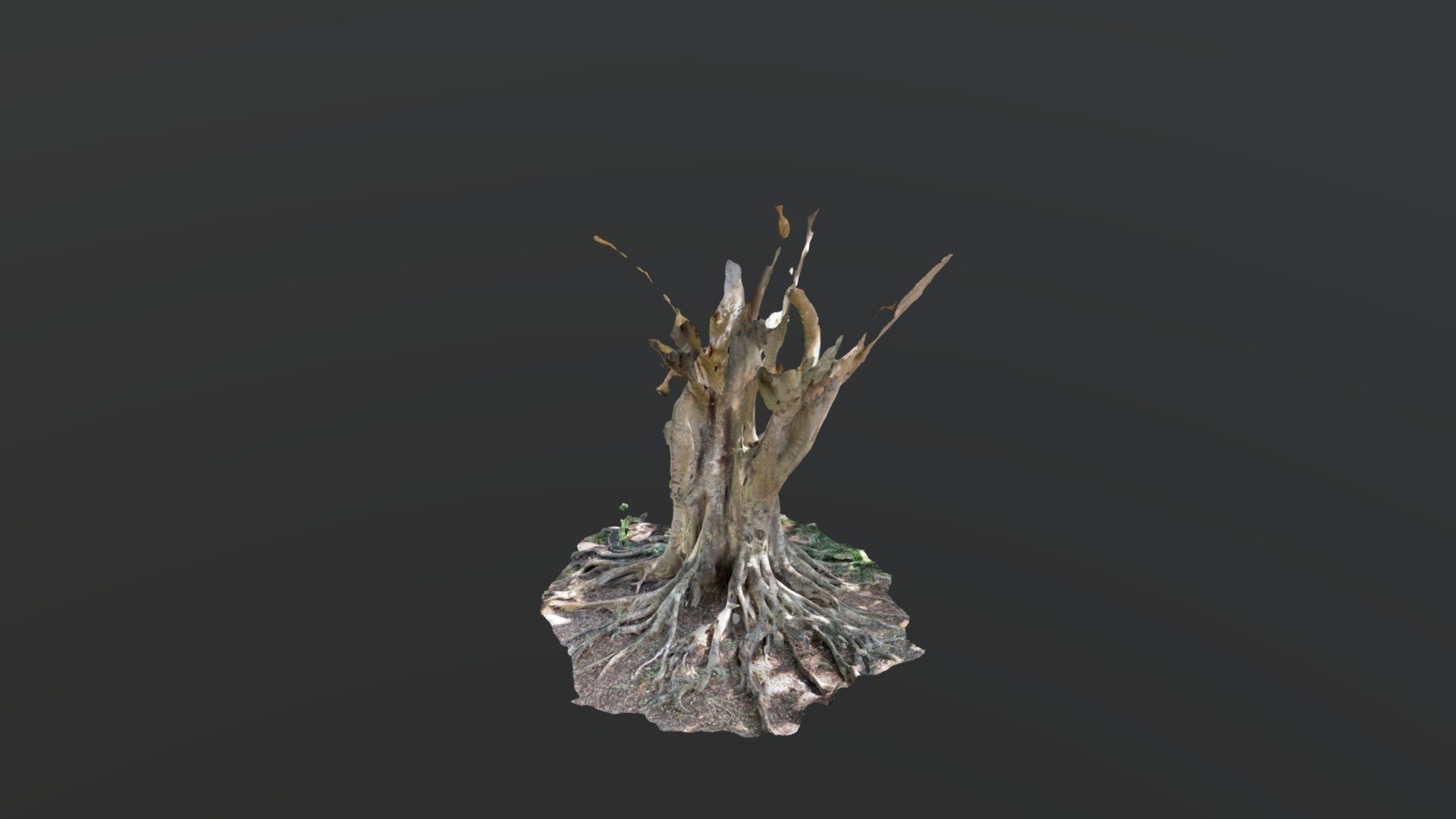 Moreton Bay Fig tree 3D LiDAR iPhone 12Pro