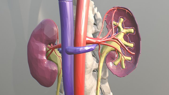 Kidneys 3D Model