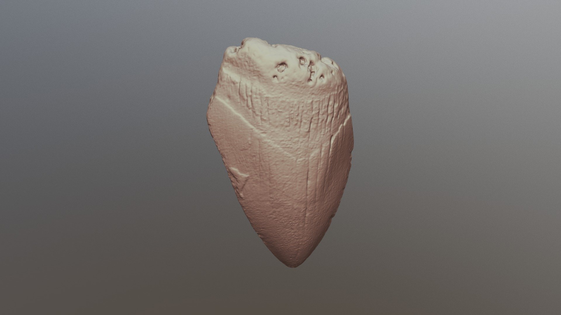 Megalodon Tooth (VCU_3D_3296)