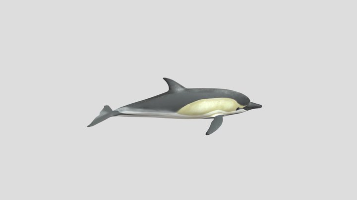 Common_ Dolphin 3D Model