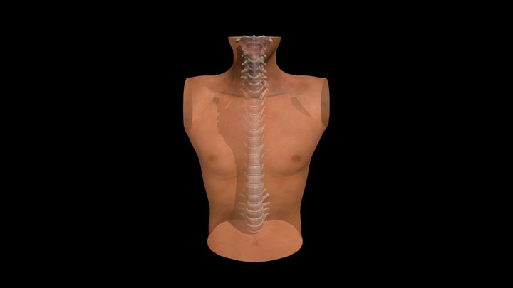 Spine Skeleton 3D Model