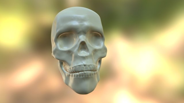 Skull Study 3D Model