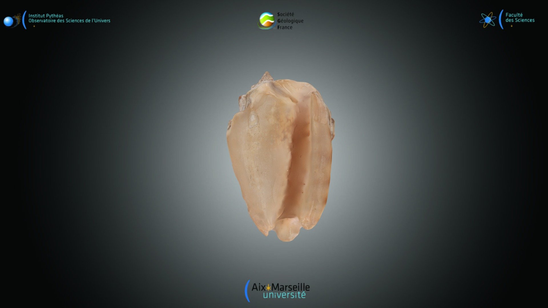 Gastéropode - Strombus sp.