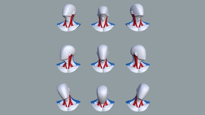 Main Shapes & Muscles of the Neck 3D Model