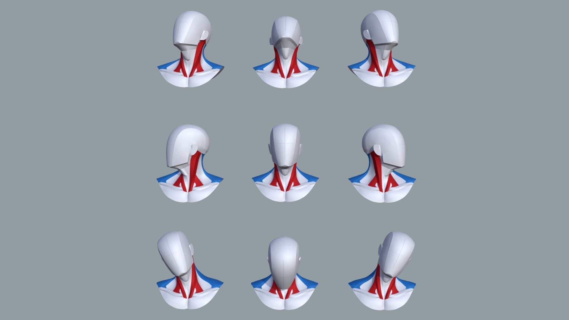 Main Shapes & Muscles of the Neck Buy Royalty Free 3D model by Shape