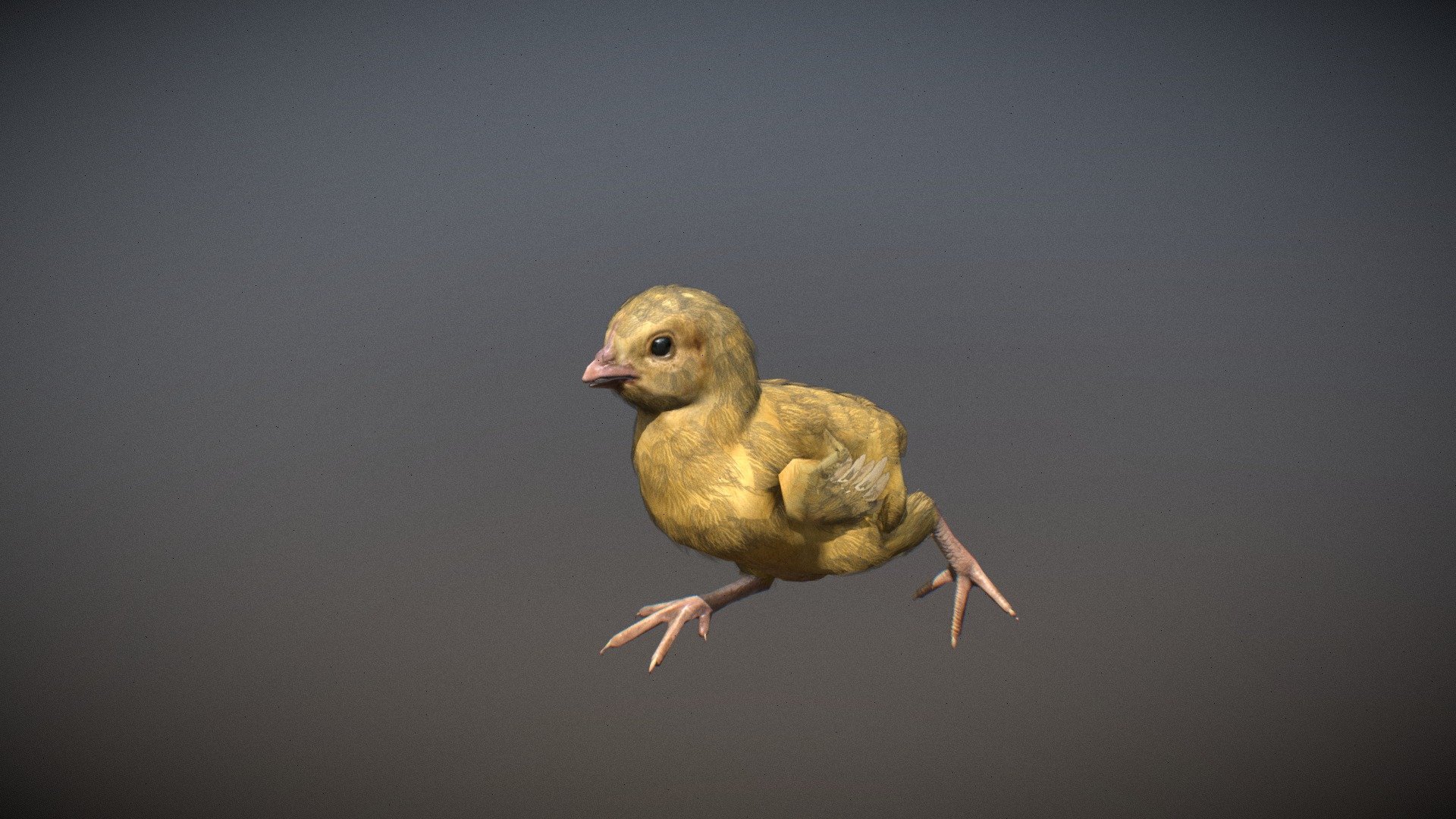 Animalia - Chicken (young) - 3D model by GiM (@GamesInMotion) [d3f7995 ...