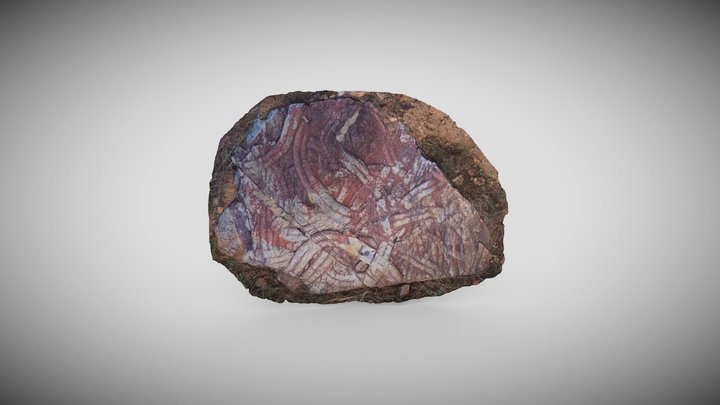 RESTO PALEONTOLÓGICO 3D Model