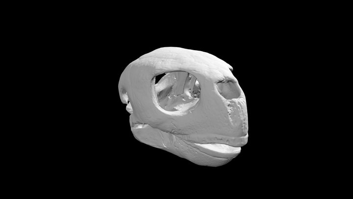 Loggerhead Sea Turtle Skull