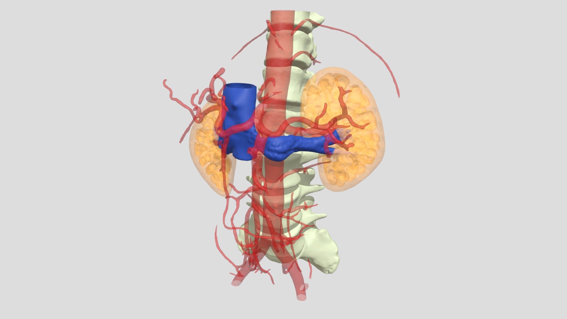 CHIRPED03GM07042021_RA_COLORI — Sketchfab embed 3D viewer