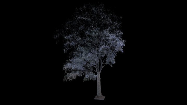 22S1 SI_LABS_GP01_SPOTTED_GUM 3D Model