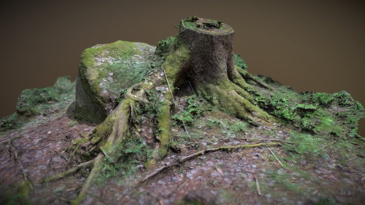 Tree stump in a german forest 3D Model