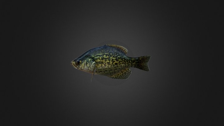Crappie fish animated model 3D Model