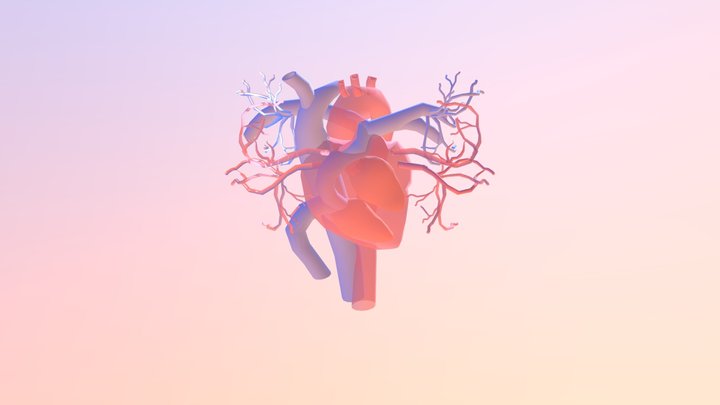 Circulatory System 3D Model
