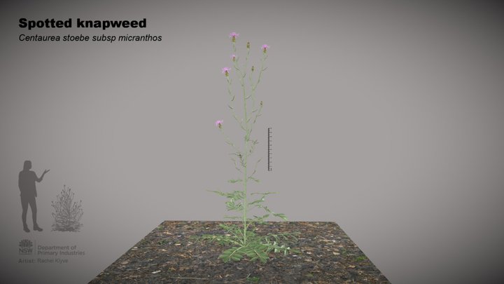 Spotted Knapweed (C. stoebe subsp. micranthos) 3D Model