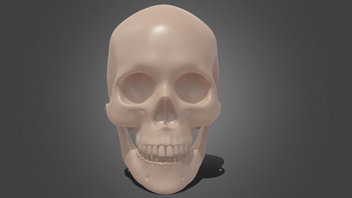 Female Skull 3D Model