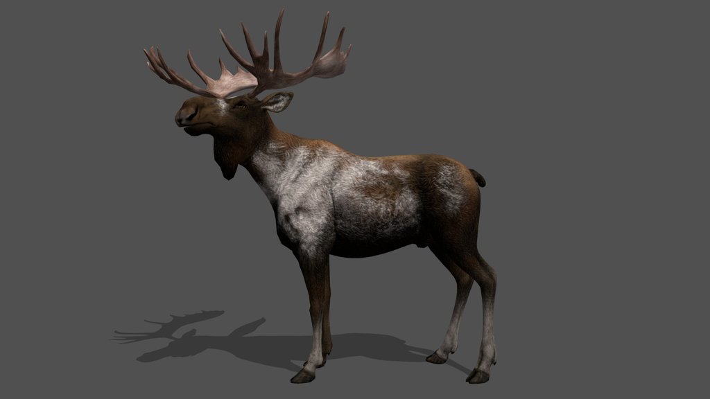 Animated Moose – 3D Animal Model