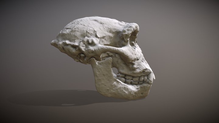 Sahelanthropus tchadensis 3D Model