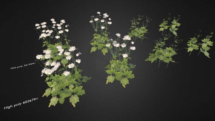 Anemone hybrida 'Honorine Jobert' 3D Model