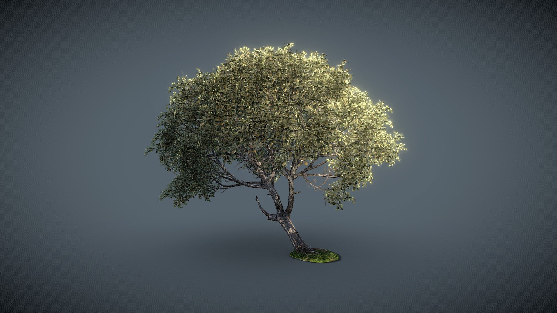 Game-Ready Beech Tree - Buy Royalty Free 3D model by denniswelling ...