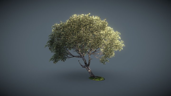 Game-Ready Beech Tree 3D Model