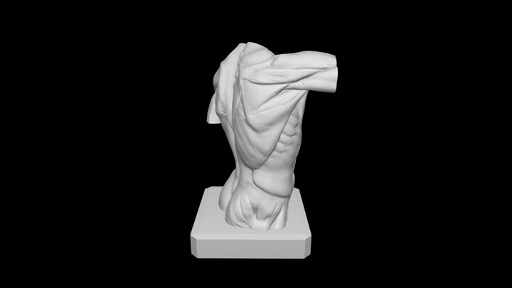 TORSO _ HOUDON ECORCHE 3D Model