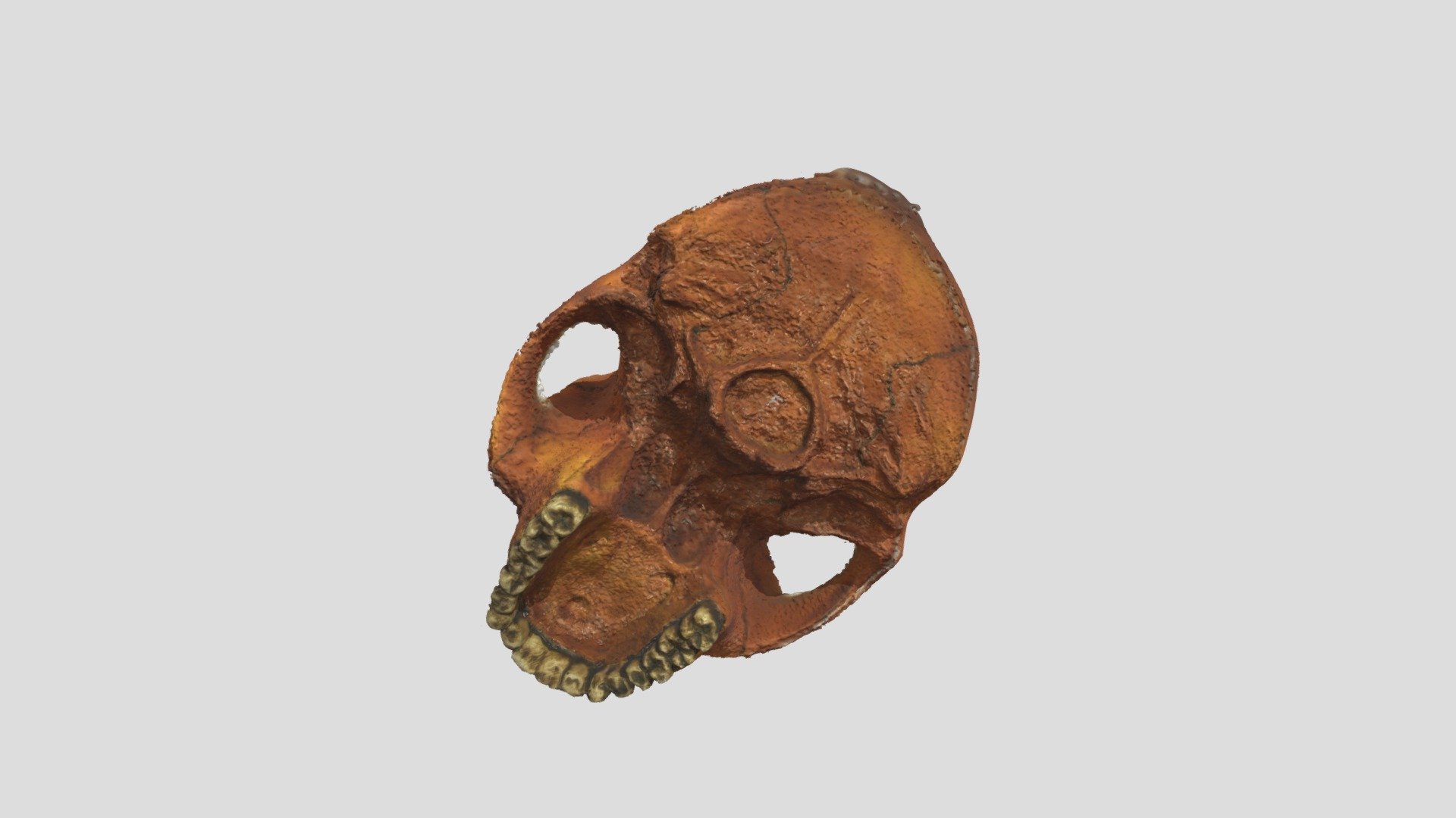 Skull F