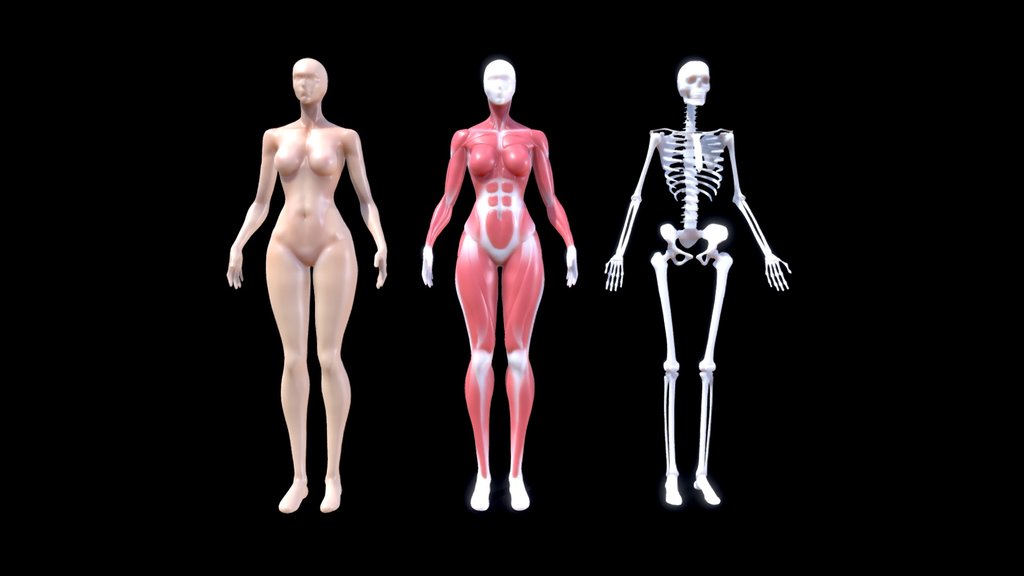 Female Body – Skeleton, Muscles & Base Mesh