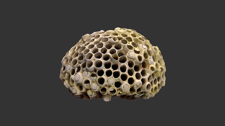 0607-1-s 3D Model