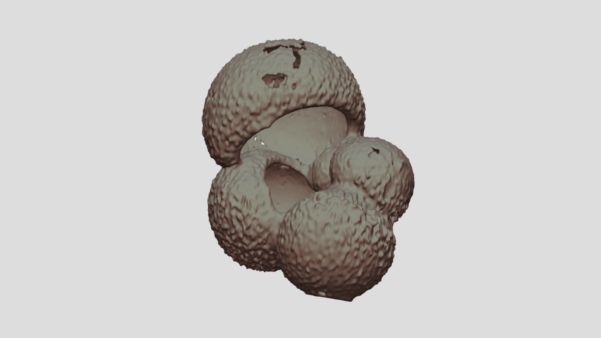 Globigerina bulloides [Geo B8502 825cm Shell-5]