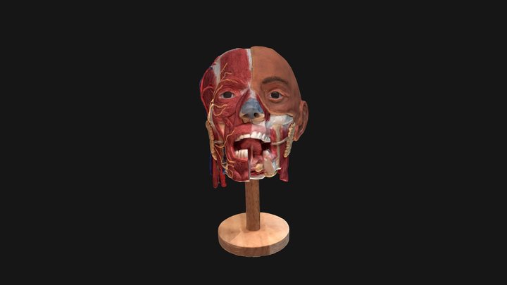 Salivary glands - Wax model (Photogrammetry) 3D Model