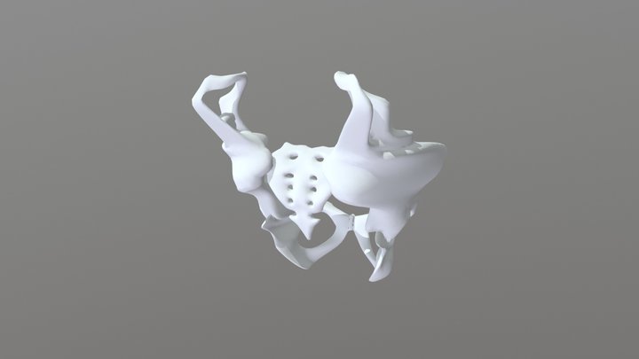 Aracne Bacino 3D Model