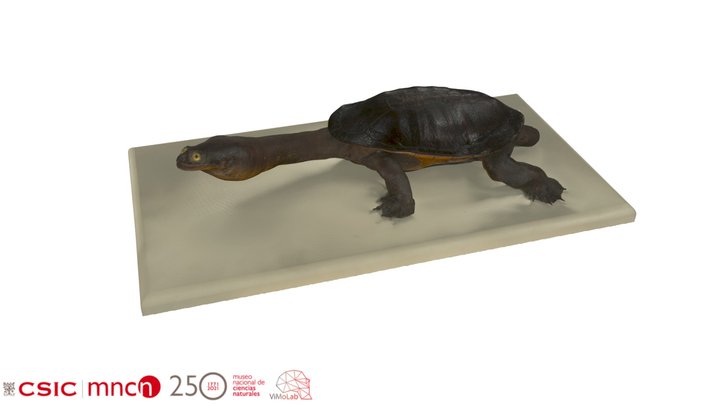 Chelodina oblonga - MNCN45368 3D Model