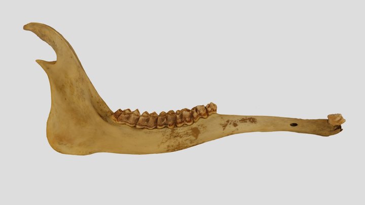 UWYMV:Mamm:6560, Giraffa camelopardalis, R Mand. – Kostenloses 3D-Modell STL