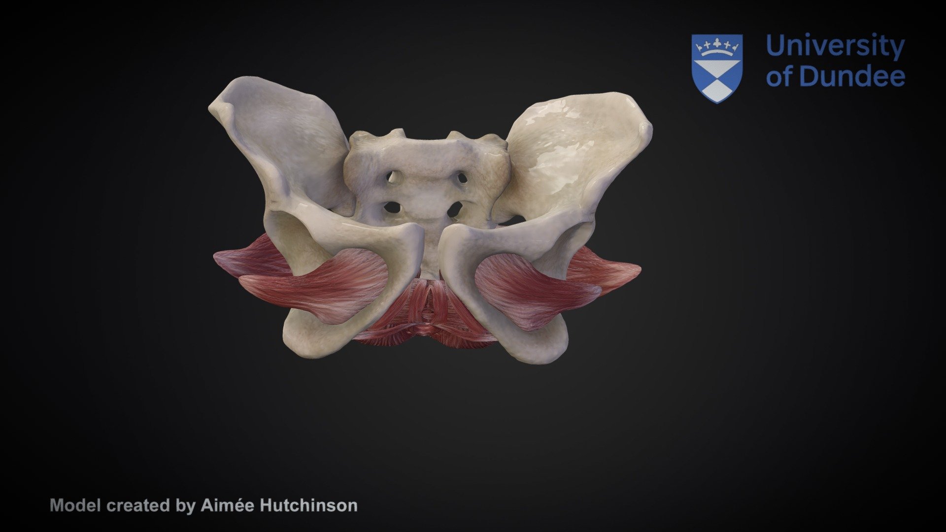 3D Pelvic Floor Muscles - 3D model by University of Dundee, CAHID