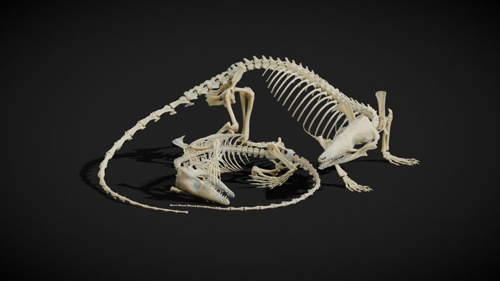 Adult and juvenile Krusatodon kirtlingtonensis 3D Model
