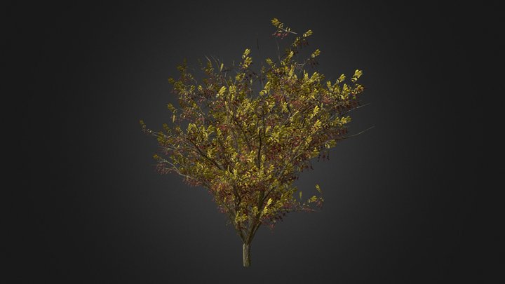 Chokecherry 3D Model