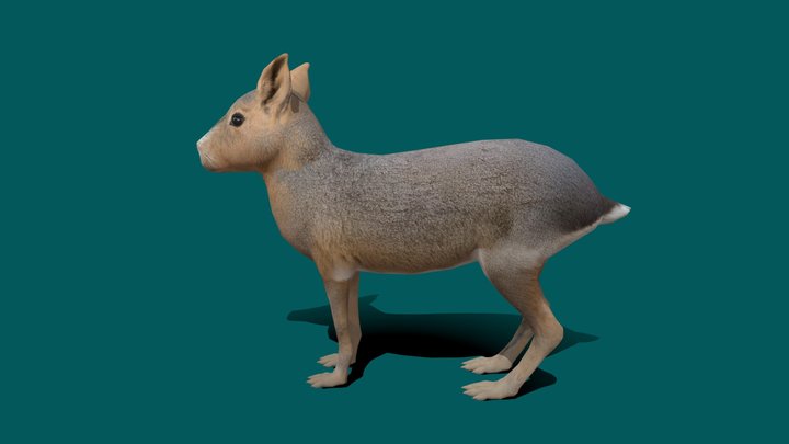 Patagonian Mara (Lowpoly) 3D Model