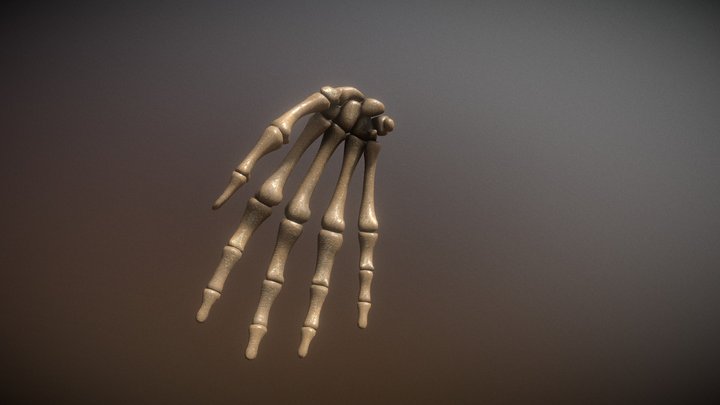 Hands 3D Model