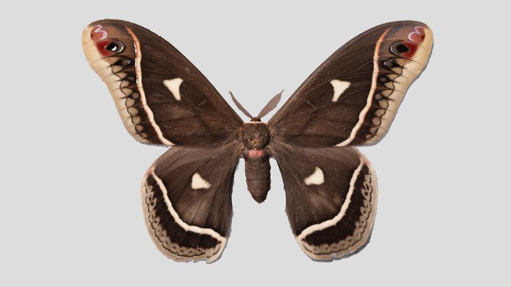 YPM ENT.929992 Silkmoth, Eupackardia calleta – Kostenloses 3D-Modell STL