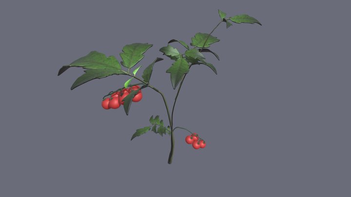 Tomato 3D Model