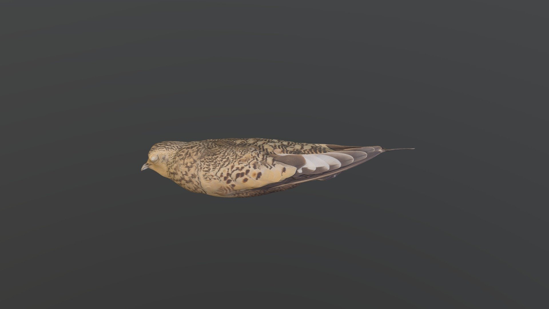 Chestnut-bellied Sandgrouse - Pterocles exustus